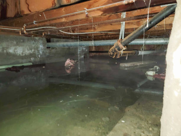 Best Carpet water damage restoration  in Goldenrod, FL